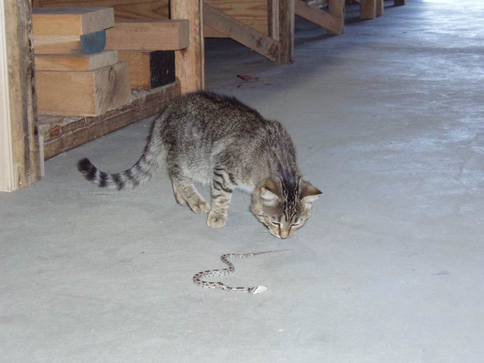 Cat And Snake